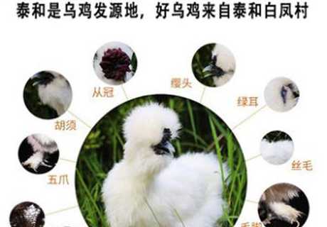泰和乌鸡_泰和乌鸡是哪里的特产