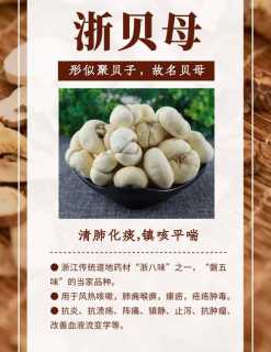浙贝母的功效与作用