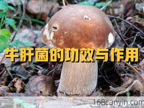 牛肝菌_牛肝菌嘌呤高吗