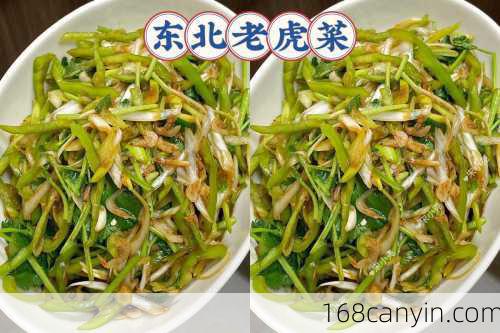 老虎菜的做法_老虎菜的做法视频