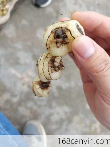 慈菇怎么吃_慈菇怎么吃最正确