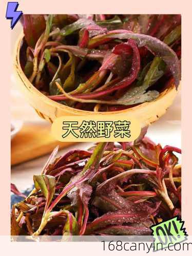 苦苦菜怎么吃_苦苦菜怎么吃效果最好