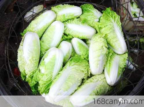 金边白菜是什么菜系