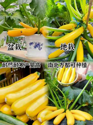 香蕉西葫芦_香蕉西葫芦可以生吃吗