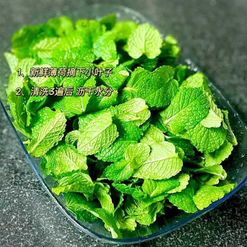 薄荷茶的做法_薄荷茶的做法大全