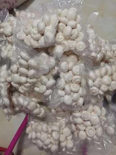 双孢菇_双孢菇是口蘑吗