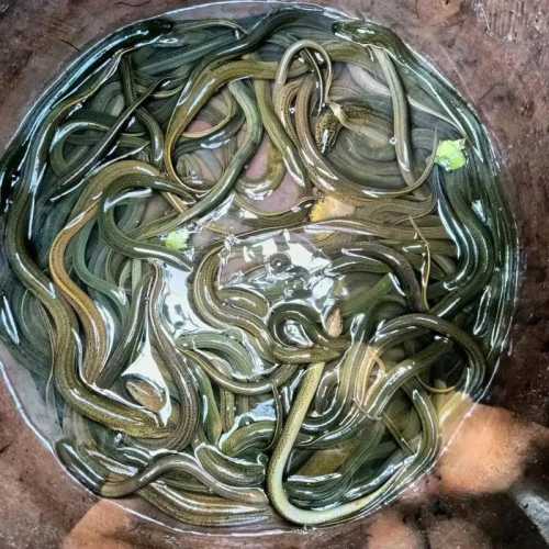 黄鳝怎么处理_黄鳝怎么处理粘液