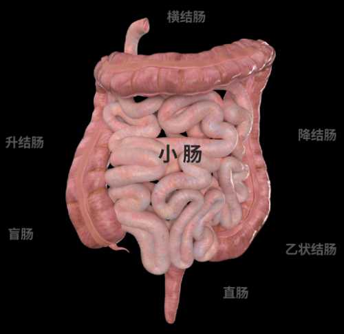大肠包小肠_大肠包小肠是什么意思