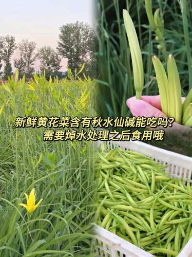 鲜黄花菜_鲜黄花菜含有什么毒素