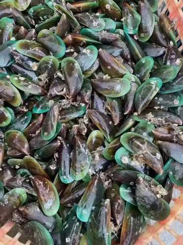 淡菜的做法_淡菜的做法大全