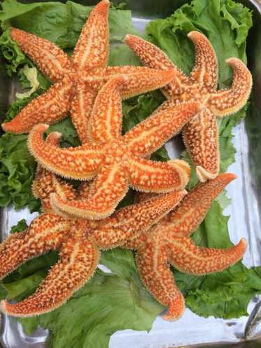 海星怎么吃_海星怎么吃 吃哪里