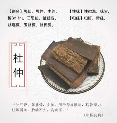 杜仲的功效与作用
