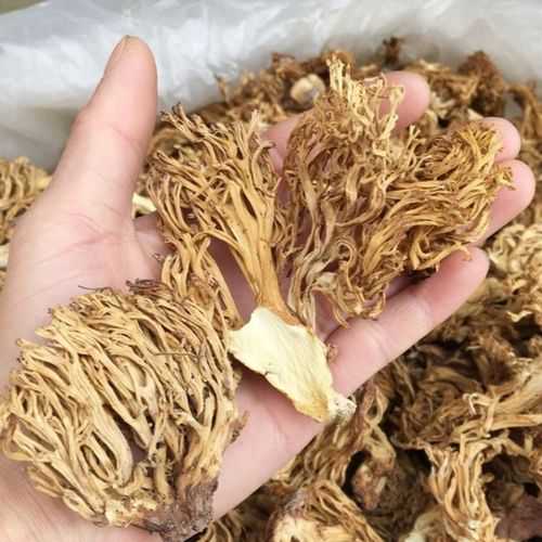 珊瑚菇的做法大全