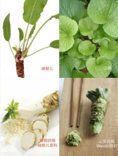 山葵_山葵和芥末的区别
