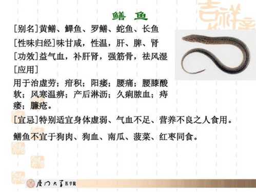 黄鳝_黄鳝的功效与作用