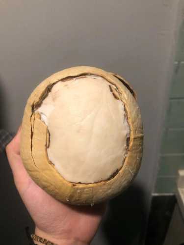 老椰子怎么吃_老椰子怎么吃才好吃