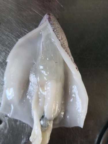 笔管鱼怎么清洗_笔管鱼怎么清洗处理