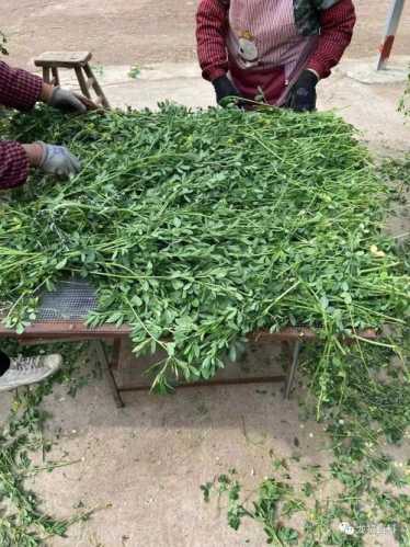苜蓿花的做法_苜蓿花怎么做好吃