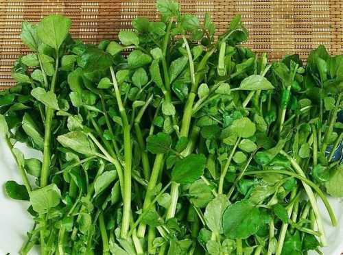 豆瓣菜_豆瓣菜是什么菜图片