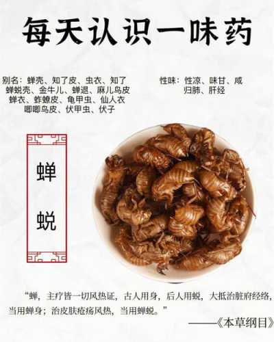 知了的功效与作用