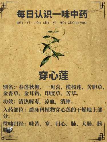 穿心莲的功效与作用