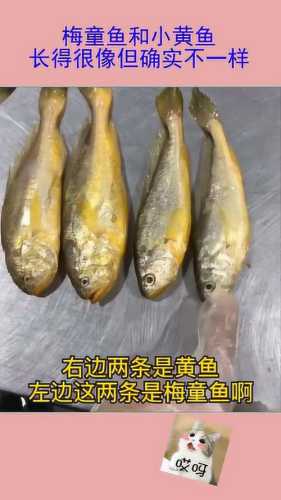 梅童鱼_梅童鱼和小黄鱼的区别