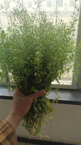 地菜煮鸡蛋的做法