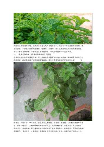 十香菜_十香菜和薄荷的区别