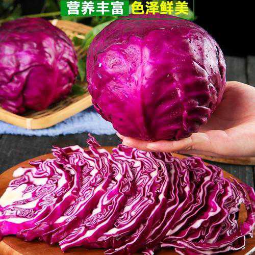 紫甘蓝_紫甘蓝的功效与作用